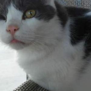 Lost Cat Lucky
