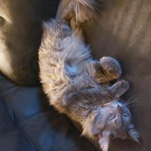 Lost Cat Sophie