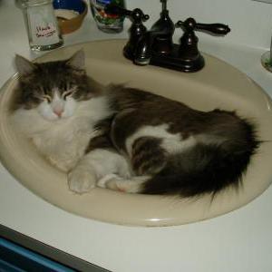 Lost Cat Jessie Schaaf