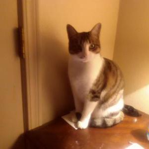 Lost Cat Abby