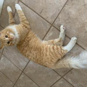 Found Cat Unknown