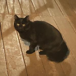 Found Cat Unknown