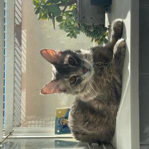 Lost Cat Stitch