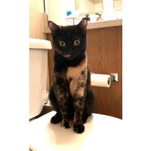 Lost Cat Nala