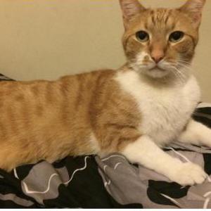 Lost Cat Muffin