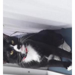 Lost Cat Larz