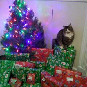 Lost Cat Ms Piggy