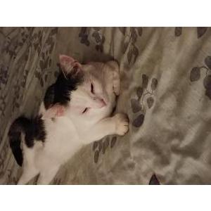 Lost Cat Bill