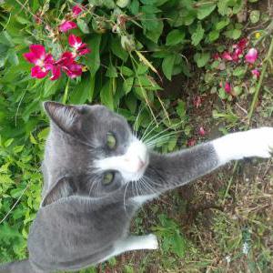 Lost Cat J J