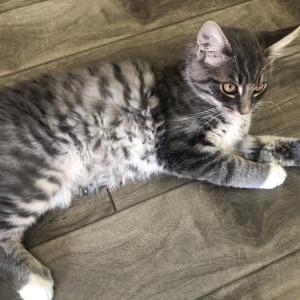 Lost Cat Mookie