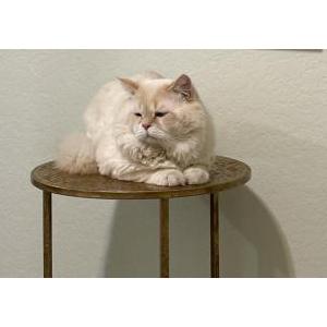 Lost Cat Bubbles
