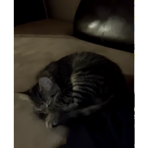 Image of Charli, Lost Cat