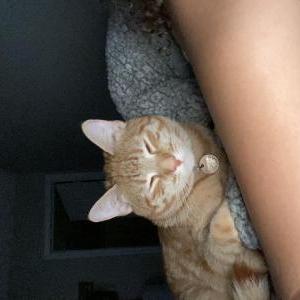 Lost Cat Mufasa