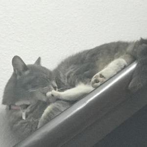 Lost Cat Cinderella