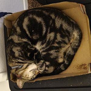 Lost Cat Wyatt