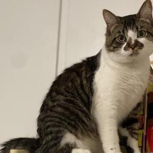 Lost Cat Musty