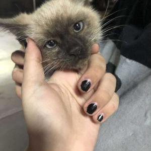 Lost Cat Canelo