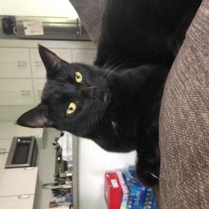 Lost Cat Miso
