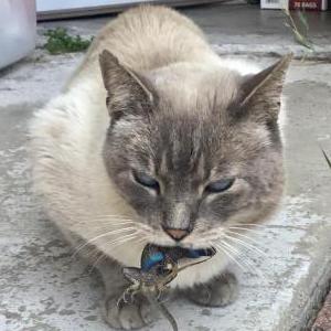 Lost Cat Argot