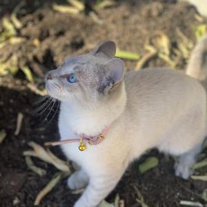 Lost Cat Jojo