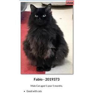 Lost Cat Fabio