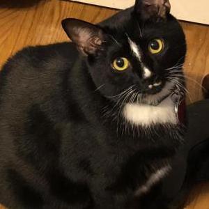 Lost Cat Fanta
