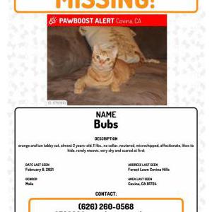 Lost Cat BUBS