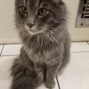 Lost Cat Simon