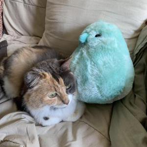 Found Cat unknown