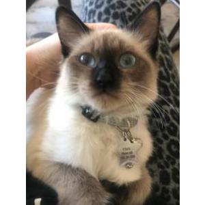 Lost Cat Prince