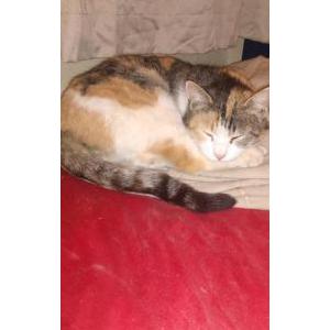 Found Cat unknown