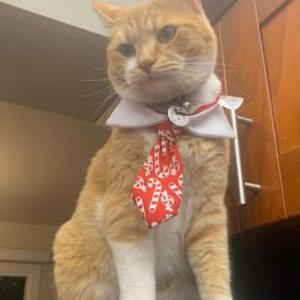 Lost Cat Misfit