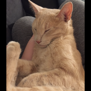 Lost Cat Greg