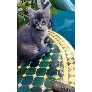 Lost Cat Fluff