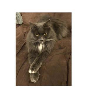 Lost Cat Thumper