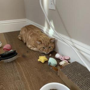 Lost Cat Sunny
