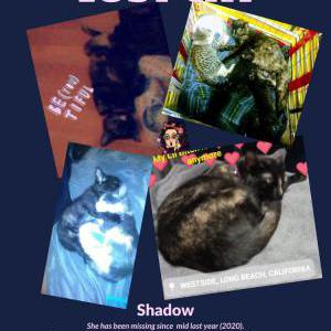 Lost Cat Shadow