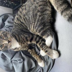 Lost Cat Zoey