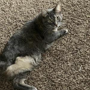Lost Cat Gipsy