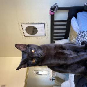 Lost Cat Benny/Benito