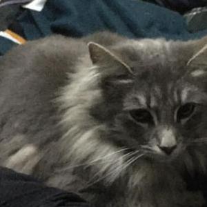 Lost Cat Fu