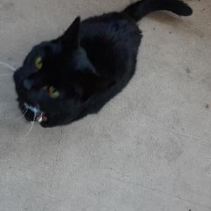 Lost Cat phat phat