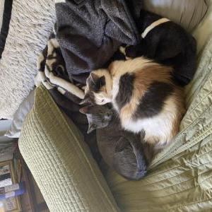 Lost Cat Apollo