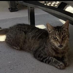Lost Cat Ziggy