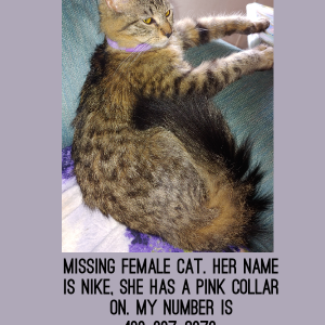 Lost Cat Nike