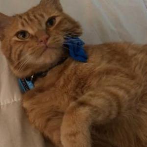 Lost Cat Felix