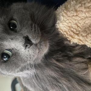 Lost Cat Charlie