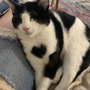 Lost Cat Jack/ Set
