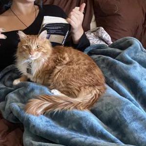 Lost Cat Dexter