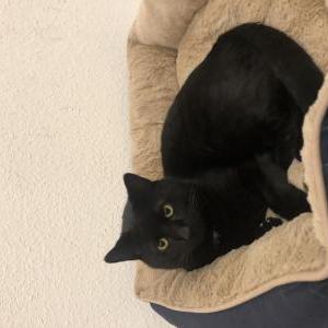 Lost Cat Jag
